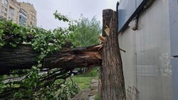 Вячеслав Гладков сообщил об устранении последствий вчерашнего ураганного ветра 