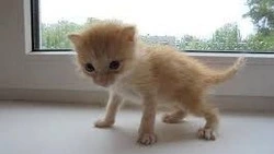 Оскольчанка дала шанс на счастливую жизнь мини-котёнку