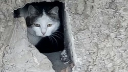 Старооскольские зооволонтёры подняли проблему зимовки кошек