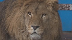 Африканский лев по кличке Тигран появился в Старооскольском зоопарке