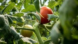 Вячеслав Гладков: 13 победителей этапа конкурса «Агростартап» получат гранты на 63 млн рублей