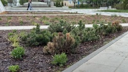 Андрей Чесноков – о восстановлении клумбы на площади Победы после инцидента с вандалами