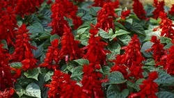  «Зеленстрой» оформит две тысячи квадратных метров новых цветников в Старом Осколе