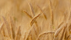 Белгородские аграрии запланировали преодолеть планку 3 млн тонн по сбору зерновых