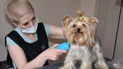 Ирокез для пекинеса. Старооскольский грумер рассказала об особенностях работы