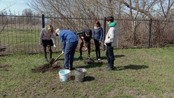 Школьники старооскольской Владимировки заложили «Сад памяти»