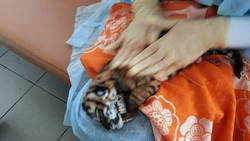 Старооскольские зооврачи приняли роды у тигрицы