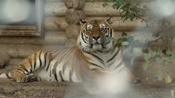Бенгальский тигр Барсик переехал в Старооскольский зоопарк из Тверской области