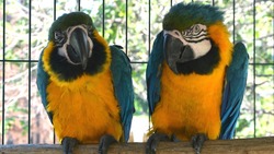 Экзотические попугаи старооскольского зоопарка научились хорошим манерам