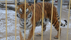 Металлоинвест выделил средства на приобретение корма для тигров