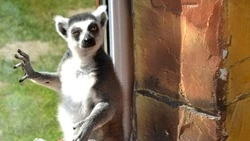 Кошачьи лемуры не оставят равнодушными посетителей старооскольского зоопарка