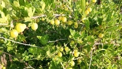 Оскольчанка поделилась секретами выращивания крыжовника