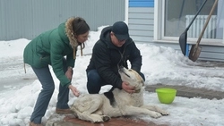 Староосколец Василий Ктитаров решил избавить город от агрессивных бродячих собак