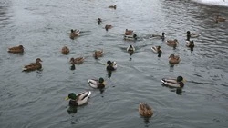 Орнитологи пересчитали птиц на водоёмах Белгородчины