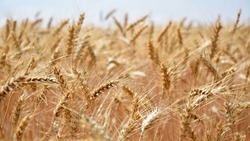 Объём производства сельхозпродукции в Белгородской области увеличился на 3,7%