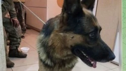 Бойцы специальной военной операции спасли четверолапого друга 