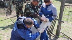 Ветврачи вакцинировали зверей Старооскольского зоопарка