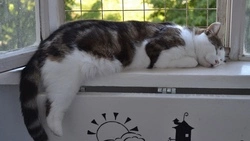 Старооскольские волонтёры взяли на передержку животных-инвалидов