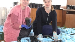 Здание администрации в Городище Старооскольского округа стало на время питомником растений