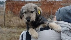 Старооскольские зооволонтёры пристроили 80 собак в 2023 году