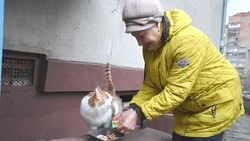 Как зооволонтёры Старого Оскола помогли уличным кошкам