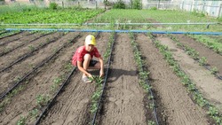 Фермер из Старооскольского округа помог школьникам заняться садоводством