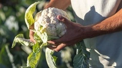 Вячеслав Гладков: белгородские сельхозработники собрали свыше 50 тыс. тонн овощей открытого грунта