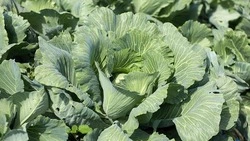 Вячеслав Гладков поделился цифрами по собранному урожаю овощей в 2025 году