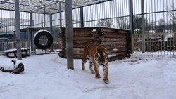 Старооскольский зоопарк получил бессрочную лицензию на свою деятельность