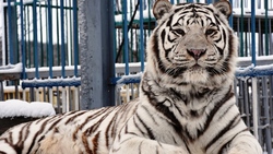 Разноцветные тигры живут в Старооскольском зоопарке