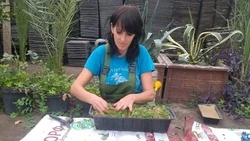 Спирея Вангутта украсит улицы Старого Оскола