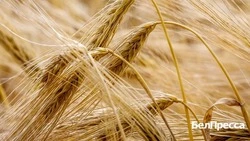 Вячеслав Гладков ознакомился с итогами уборочной кампании в Белгородской области