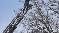 Пожарные спасли сразу двух котов в Старом Осколе