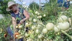 Оскольчанка поделилась опытом выращивания нового сорта помидоров