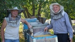 Братья Чемодановы из Дмитриевки рассказали о своём увлечении пчеловодством