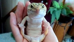 Юный староосколец Саша Кузин рассказал о своём необычном питомце эублефаре