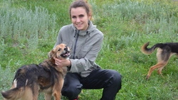 Старооскольские бездомные собаки получили жёлтые «клипсы»