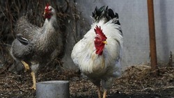 Специалисты обнаружили вспышку птичьего гриппа в Старооскольском горокруге 