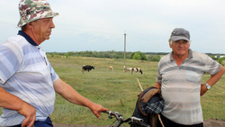 Коров в Дмитриевке перестали пасти в конце июня