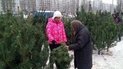 Старооскольцы смогут купить ёлку на 15 базарах