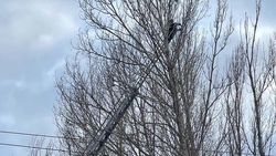 Старооскольские спасатели сняли кота с дерева с помощью 30-метровой лестницы