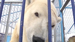 Белая медведица в старооскольском зоопарке стала охотнее выходить из берлоги