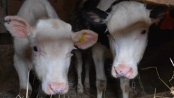 Житель Обуховской территории смог завести подсобное хозяйство благодаря соцконтракту