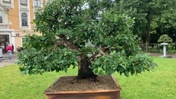 Персональная выставка старооскольца «Русский бонсай» прошла в Санкт-Петербурге