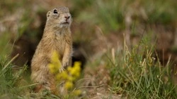 Жительница Белгородской области заплатила штраф за отлов сурков