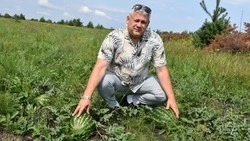 Старооскольский фермер Эдуард Орлов рассказал о выращивании арбузов 