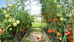 Вячеслав Гладков: 530 млн рублей выделено малым формам хозяйствования в 2024 году 