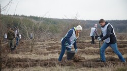 Белгородцы высадят в в этом году более 5,5 млн деревьев в рамках акции «Сад памяти»
