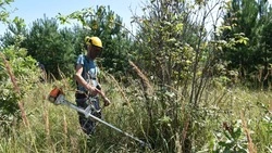 Федеральные лесничие продолжили работу по восстановлению лесных участков в Старом Осколе