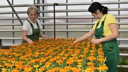 Более тысячи деревьев и три тысячи кустарников украсят Старый Оскол в этом году